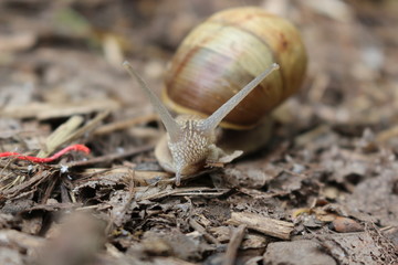 
Grape snail basking in the spring sun
