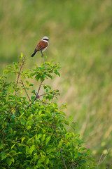Red-backed shrike - Lanius collurio , small passerine bird