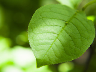 Fresh green leaf closeup. Detail plant.
