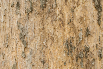 texture of a Teak tree bark