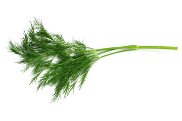 Branch of Fresh dill on white background close up