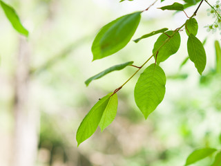 Fototapeta na wymiar Branch with fresh green leaves. Sunny day.