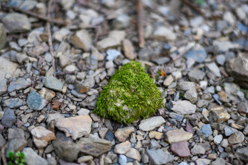 Selective focus of Green moss grown up cover the stone with rock background