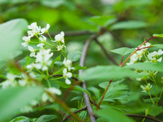 Bird cherry blossom. Lush white flowers in spring. Fresh green tree leaves.