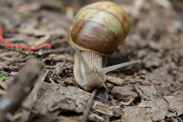 
Grape snail basking in the spring sun