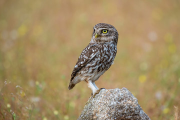 European owlet posing with unfocused spring background