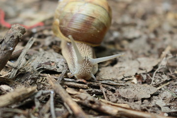 
Grape snail basking in the spring sun