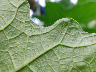 Red mite on green melon leaf
