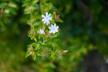 Selective focus of white flower