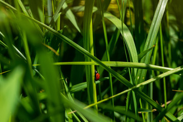 green grass background
