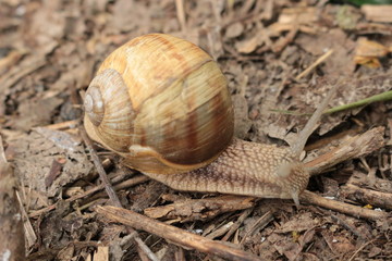 
Grape snail basking in the spring sun