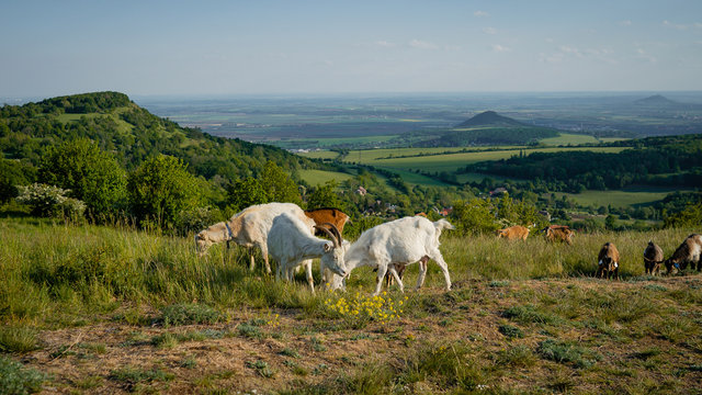 A Herd Of Boer Goats In A Pasture In Central Bohemia, Czech Republic, Europe