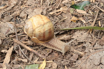 
Grape snail basking in the spring sun