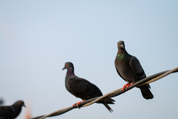 Many Pigeon or Columba livia eyes are staring at the camera with red eyes and black body hair and the neck hair is purple and green standing on the cable. The photos are partially clear