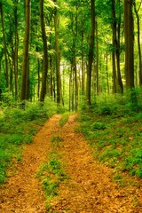 Trail in the colorful green spring forest in Hungary