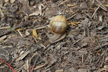 
Grape snail basking in the spring sun