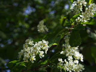 Bird cherry blossom. Lush white flowers in spring. Fresh green tree leaves.