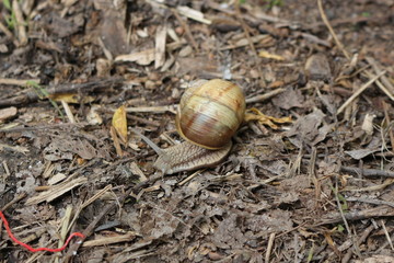 
Grape snail basking in the spring sun