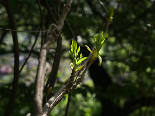 Branch with small young leaves.