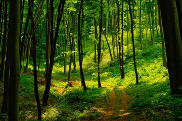 Trail in the colorful green spring forest in Hungary