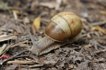 
Grape snail basking in the spring sun
