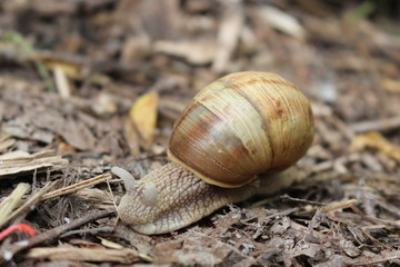 
Grape snail basking in the spring sun