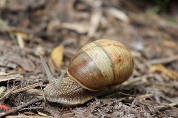 
Grape snail basking in the spring sun