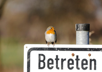 European Robin (Erithacus rubecula) sitting on a Sign
