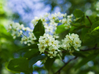 Bird cherry blossom. Lush white flowers in spring. Fresh green tree leaves.