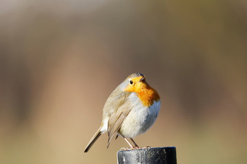 European Robin (Erithacus rubecula) sitting on a Sign