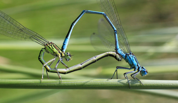 Paarung/Paarungsrad Libellen (Hufeisen-Azurjungfer / Coenagrion puella)