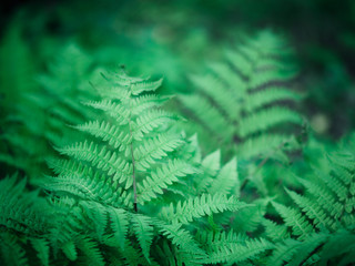 Fresh fern leaves in spring. Young green forest plant.