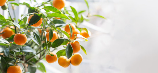 Branch with fresh ripe tangerines