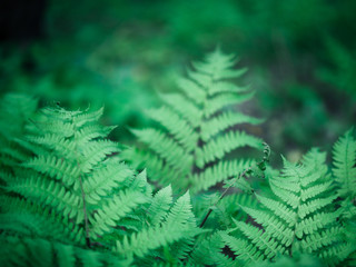 Fresh fern leaves in spring. Young green forest plant.