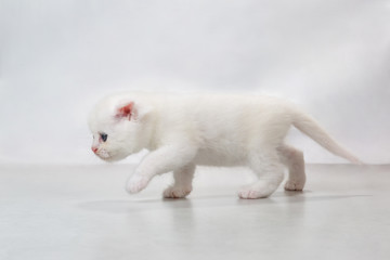 kitten walk on the floor
