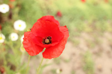 Red poppy flower-a symbol of war memory