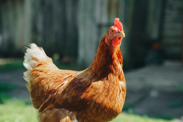 Brown domestic chicken in the summer outdoors close-up