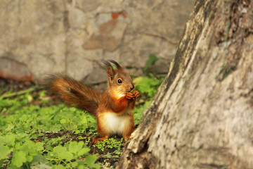 Naklejka na ściany i meble Beautiful red squirrel in the park. Sciurus. Rodent. Squirrel on the grass eats