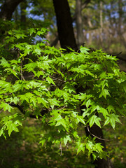 Maple tree in the park.