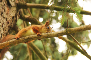 Fototapeta premium Sciurus. Rodent. A squirrel sits high on a tree. Beautiful red squirrel in the park. Bottom view