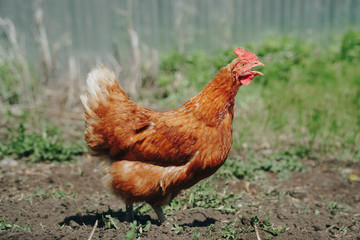 Brown domestic chicken in the summer outdoors close-up