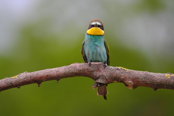 European Bee-Eater - Merops Apiaster on a branch , exotic colorful migratory bird