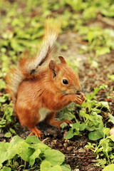 Naklejka na ściany i meble Sciurus. Beautiful red squirrel in the park. Rodent. Squirrel on the grass eats