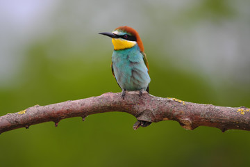 European Bee-Eater - Merops Apiaster on a branch , exotic colorful migratory bird