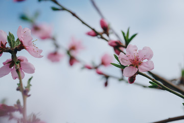 Bright pink spring flowers against a blue sky. Spring blooming of nectarine