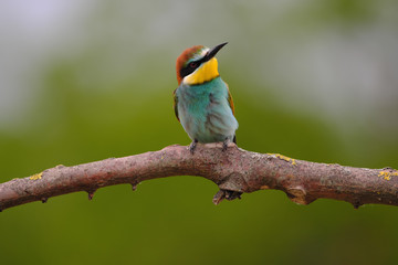 European Bee-Eater - Merops Apiaster on a branch , exotic colorful migratory bird