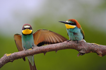 European Bee-Eater - Merops Apiaster on a branch , exotic colorful migratory bird