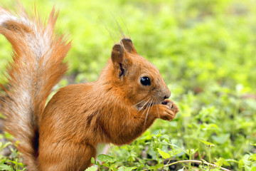 Naklejka na ściany i meble Sciurus. Rodent. The squirrel sits on the grass and eats. Beautiful red squirrel in the park