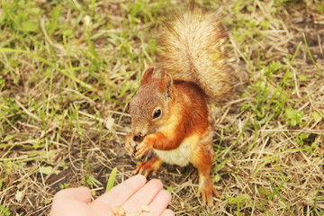 Sciurus. Rodent. The squirrel eats nuts from a hand. Beautiful red squirrel in the park