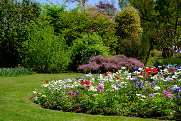 Fiori in primavera